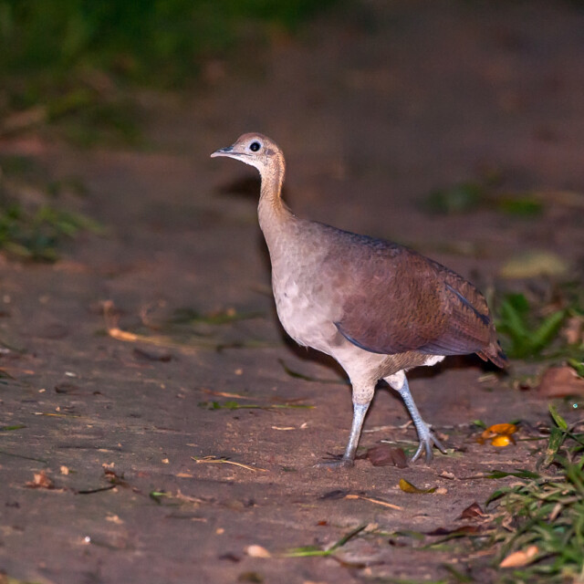 Solitary Tinamou