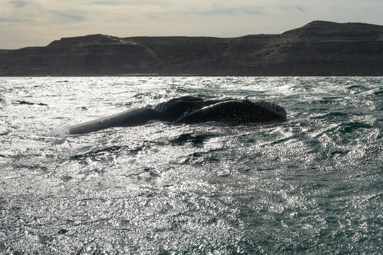 Southern Right Whale