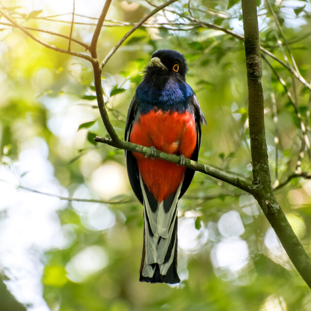 Surucua Trogon