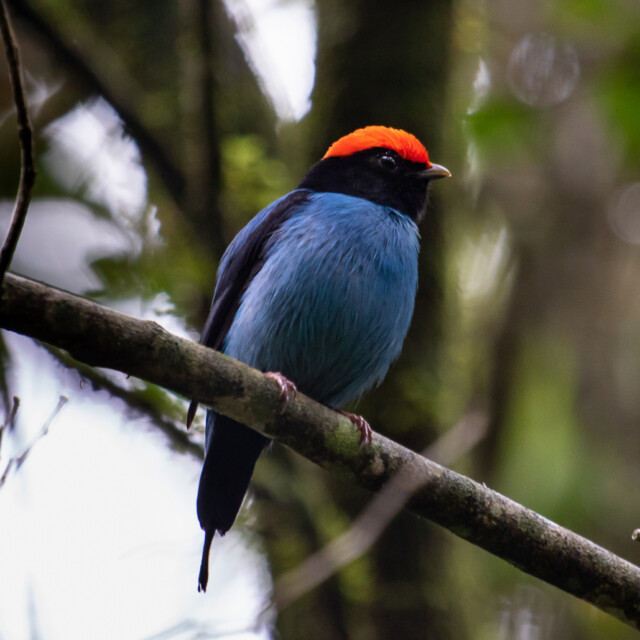Swallow-tailed Manakin