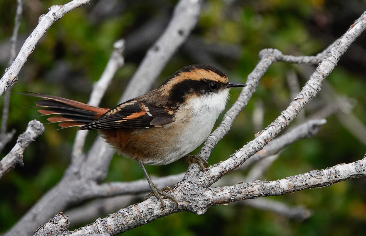 Thorn-tailed Rayadito