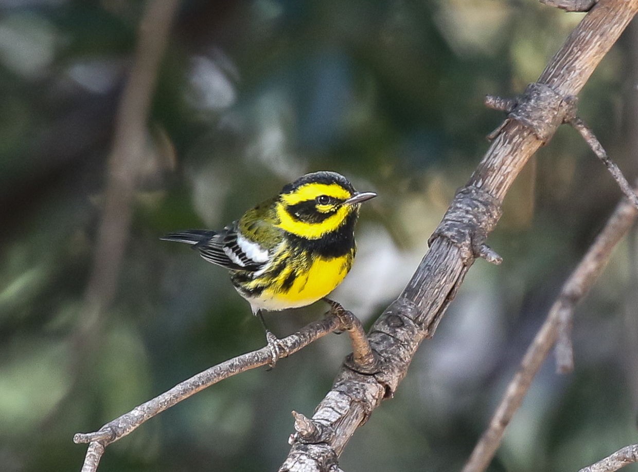 Townsend's Warbler