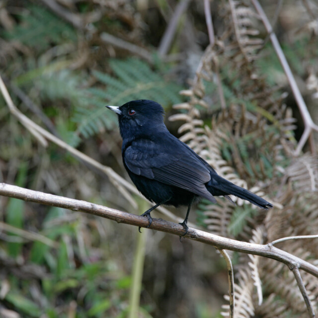Velvety Black-Tyrant