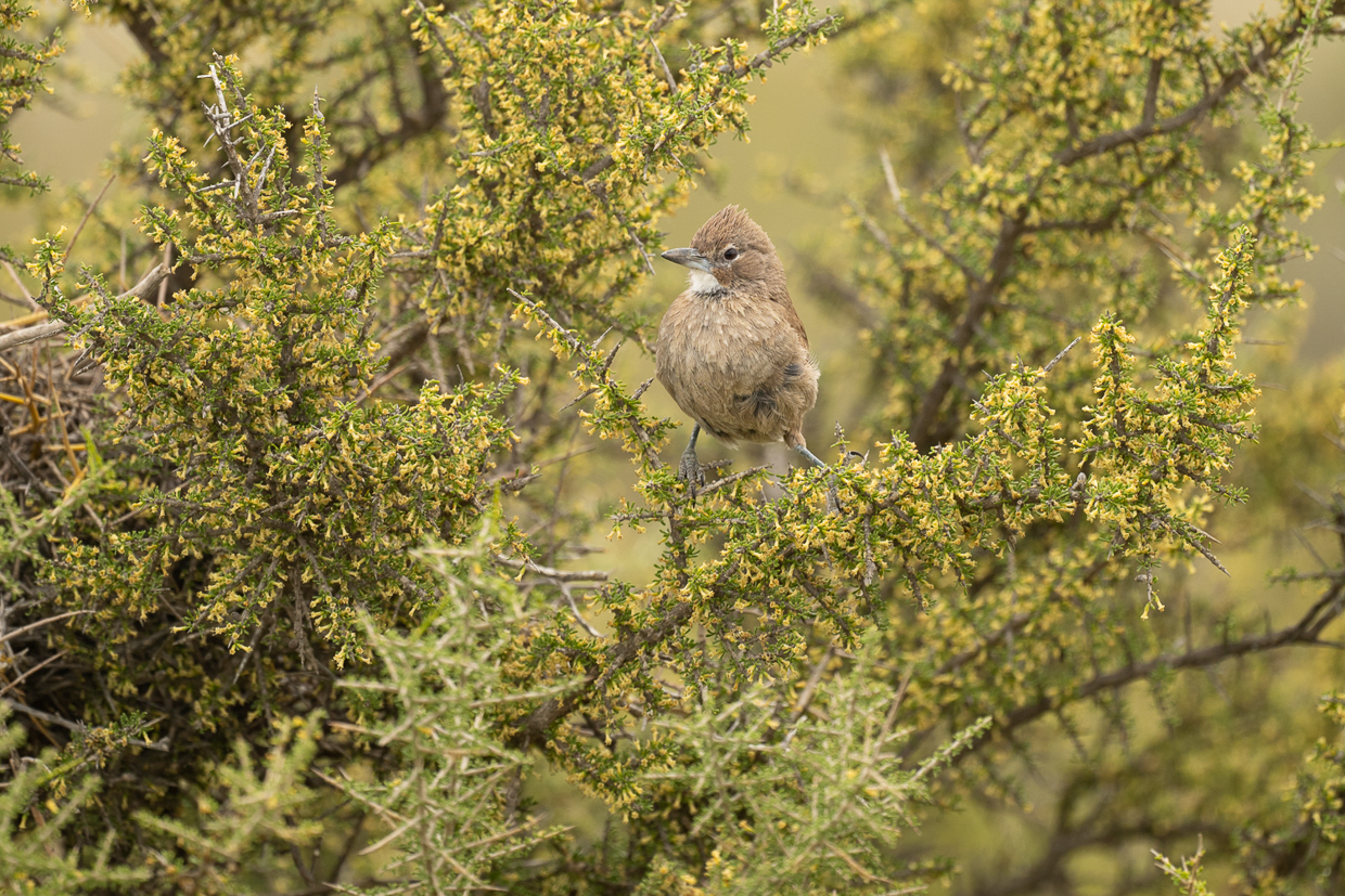 White-throated Cacholote