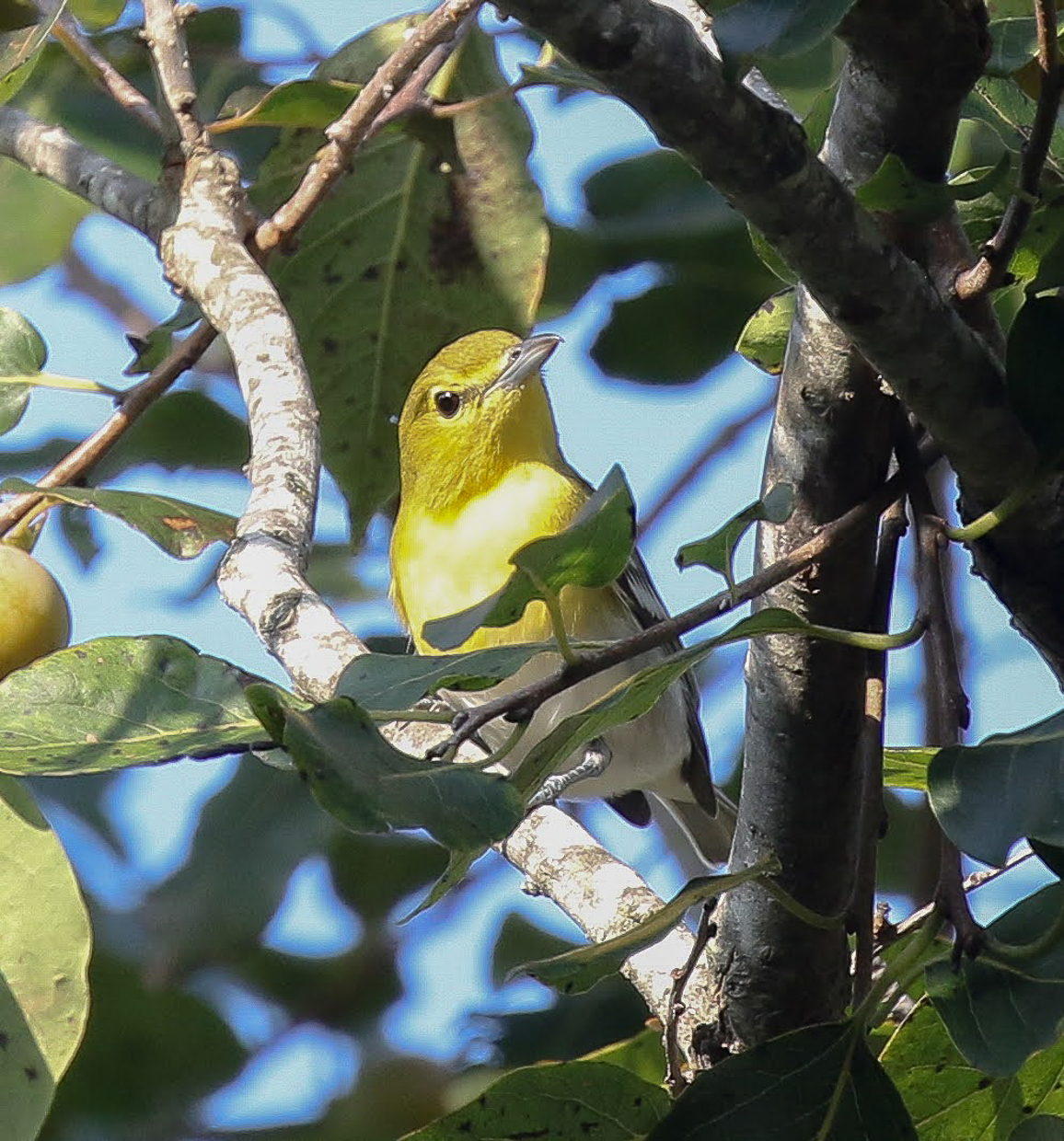 Yellow-throated Vireo