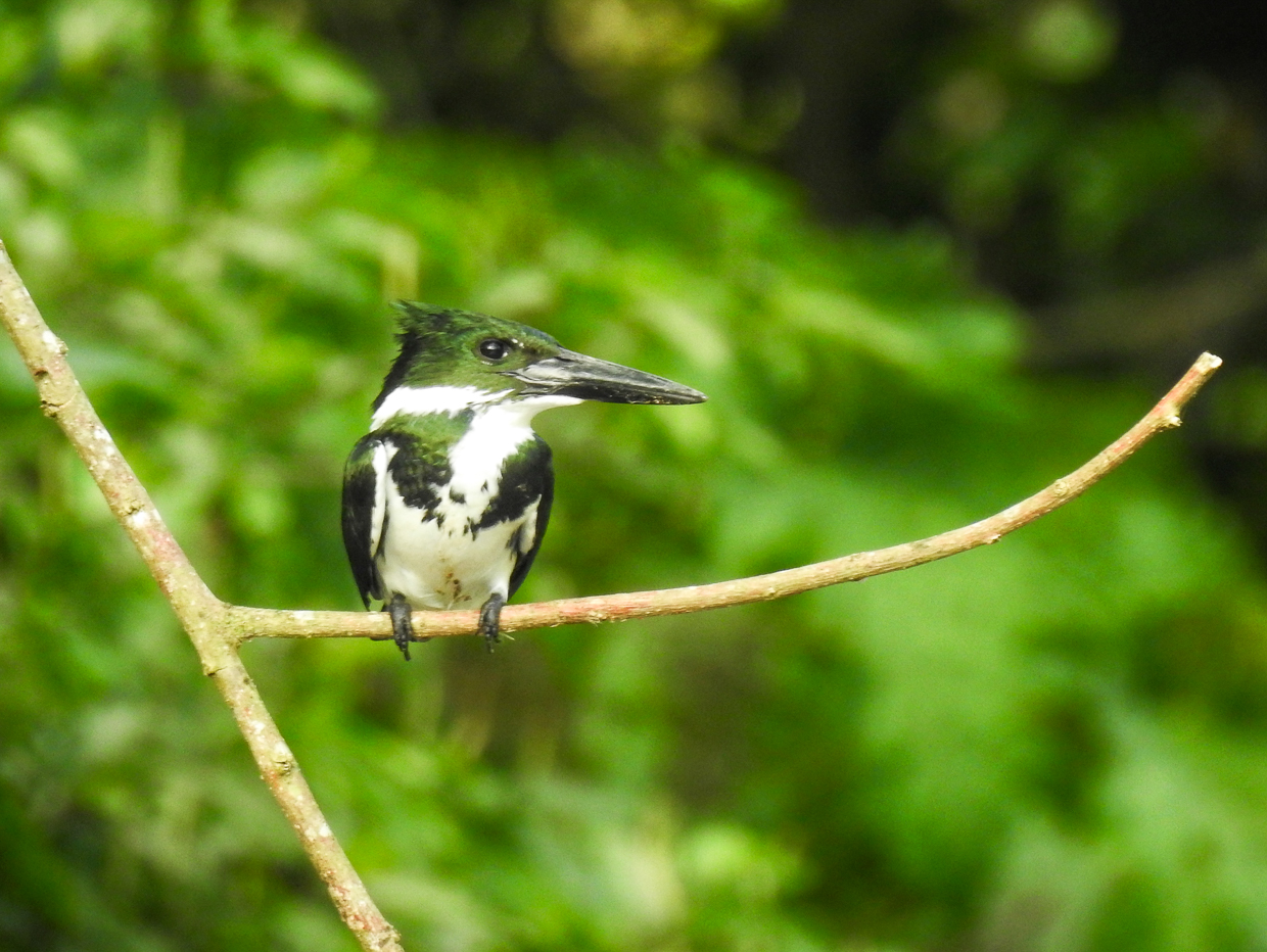 Amazon Kingfisher
