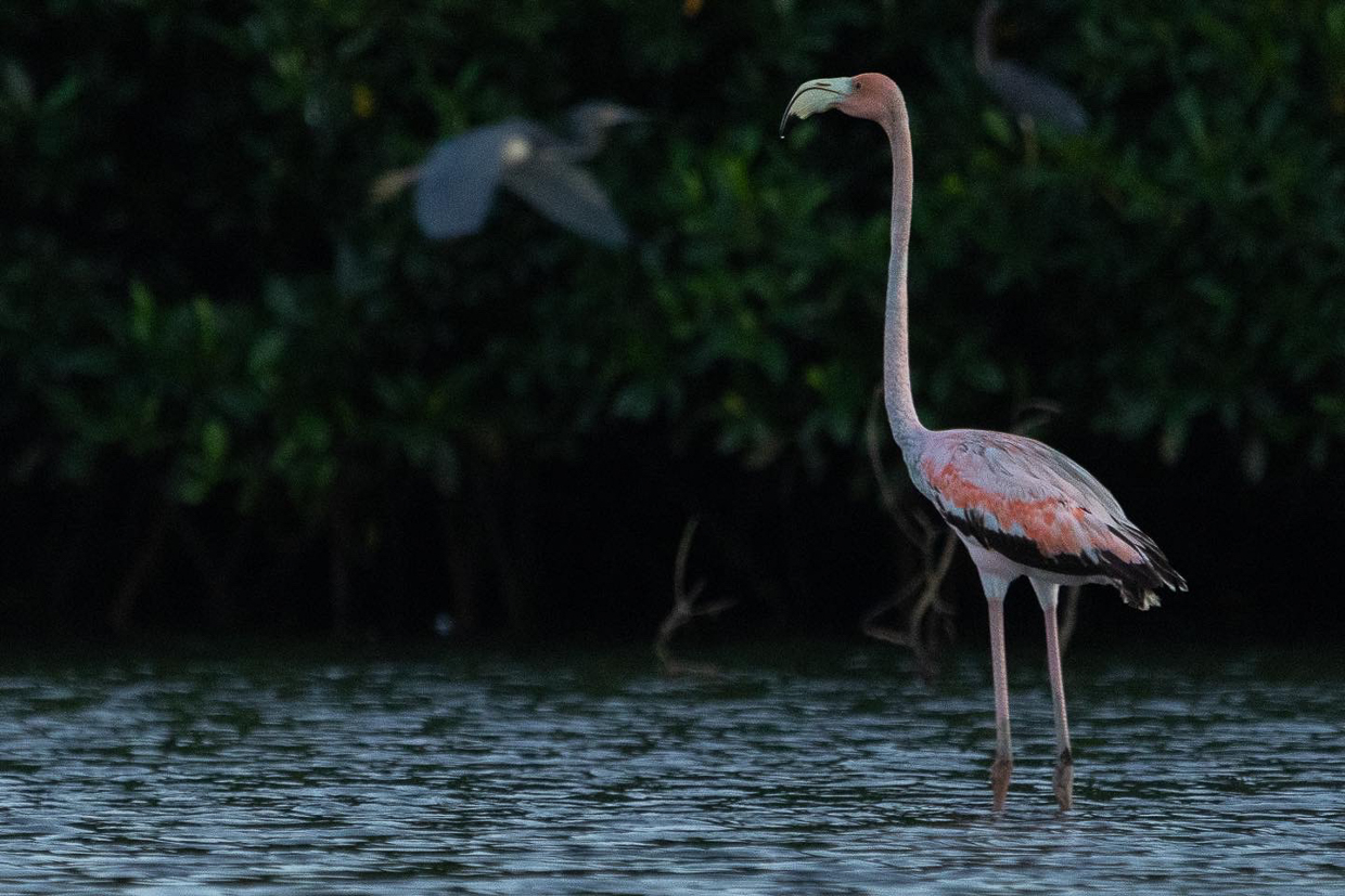 American Flamingo