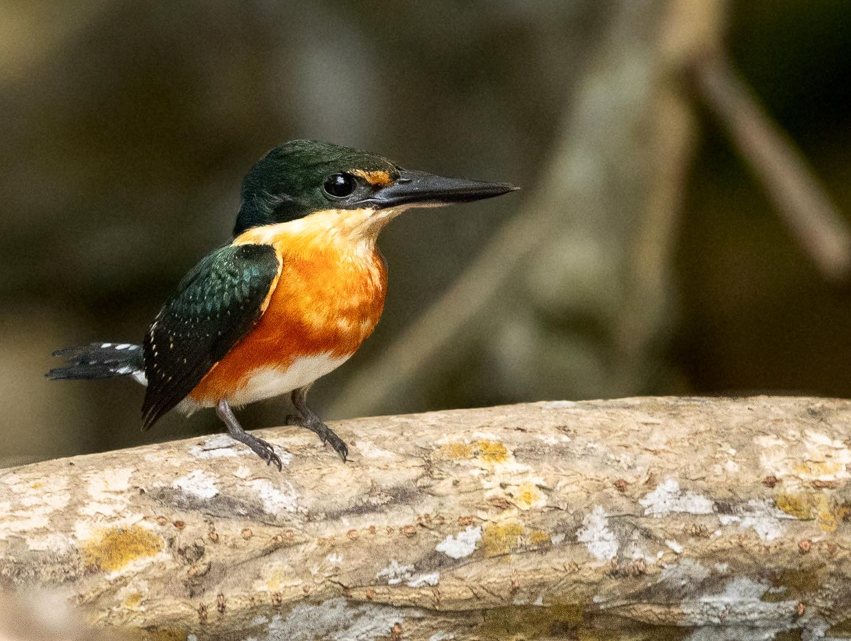 American Pygmy Kingfisher