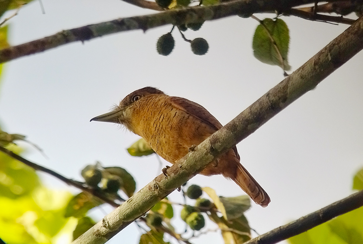 Barred Puffbird
