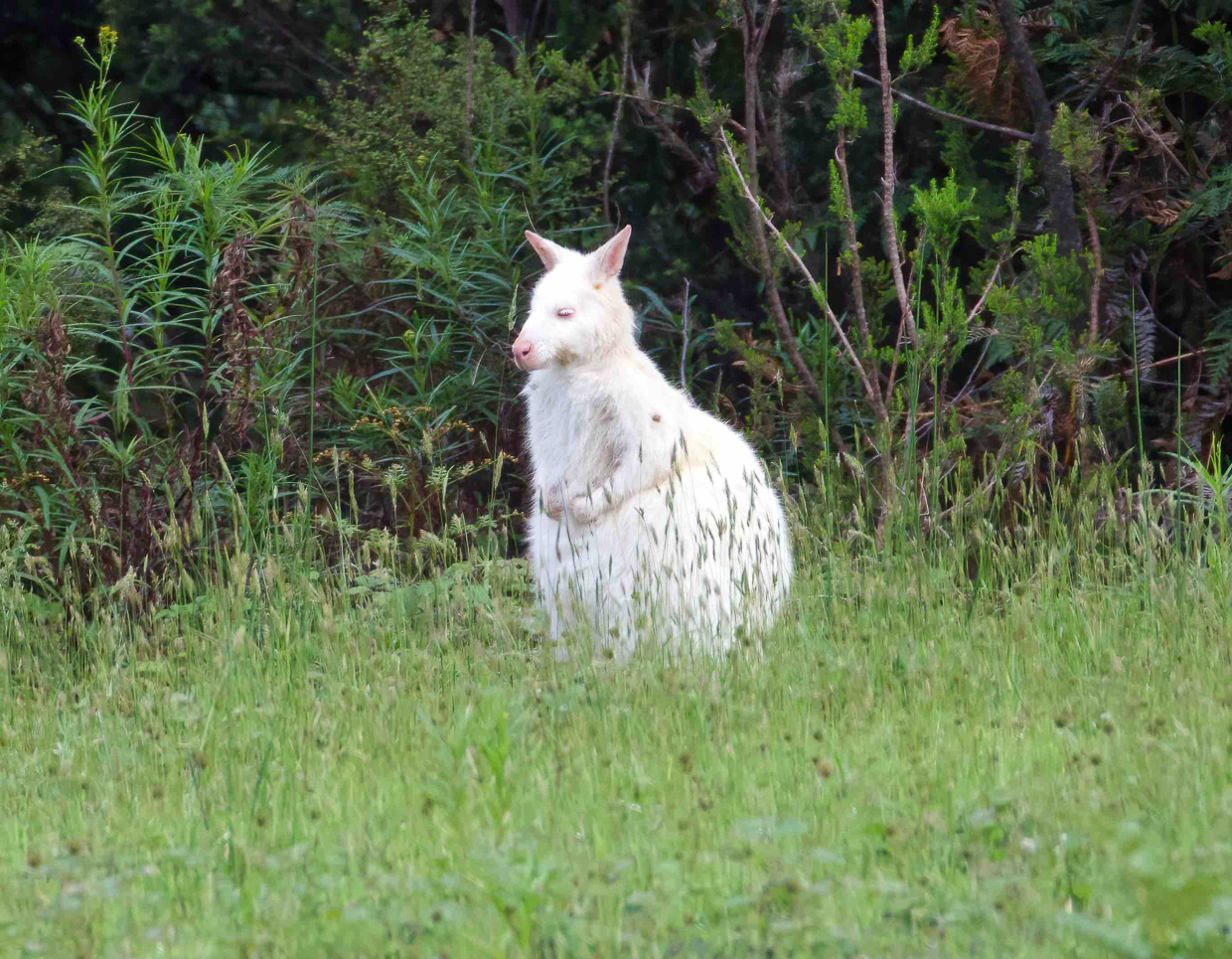 Bennett's (Red-necked) Wallaby - albino