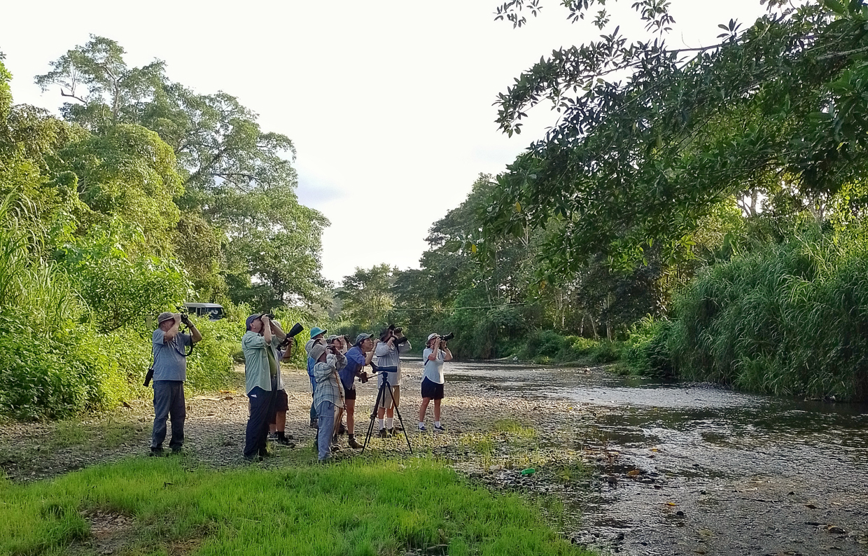 Birding Rio Torti, Panama