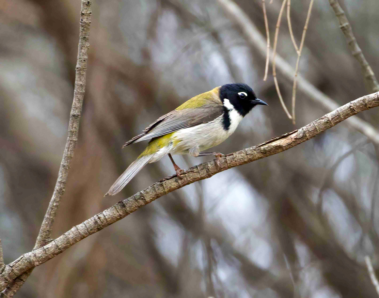Black-headed Honeyeater