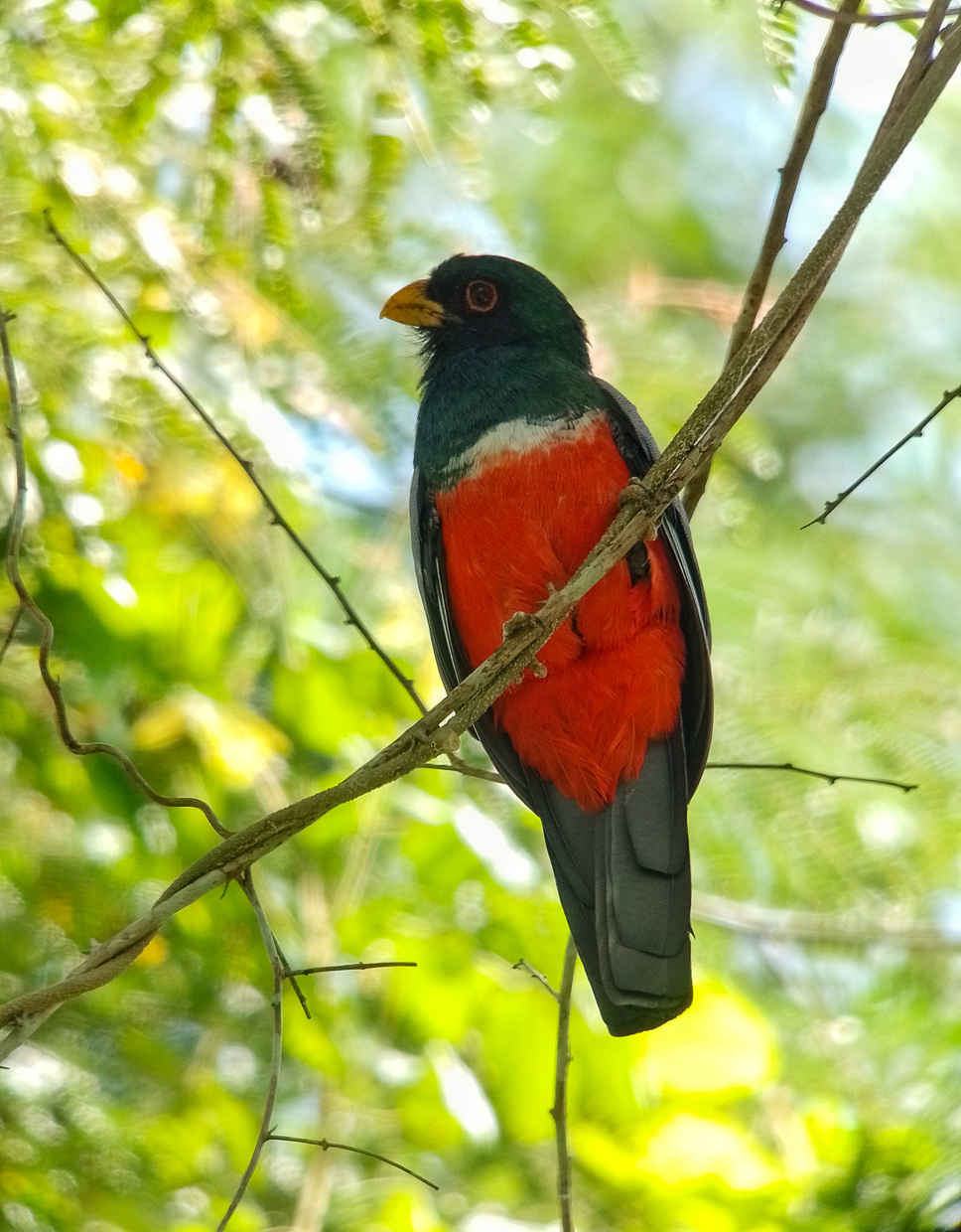 Black-tailed Trogon