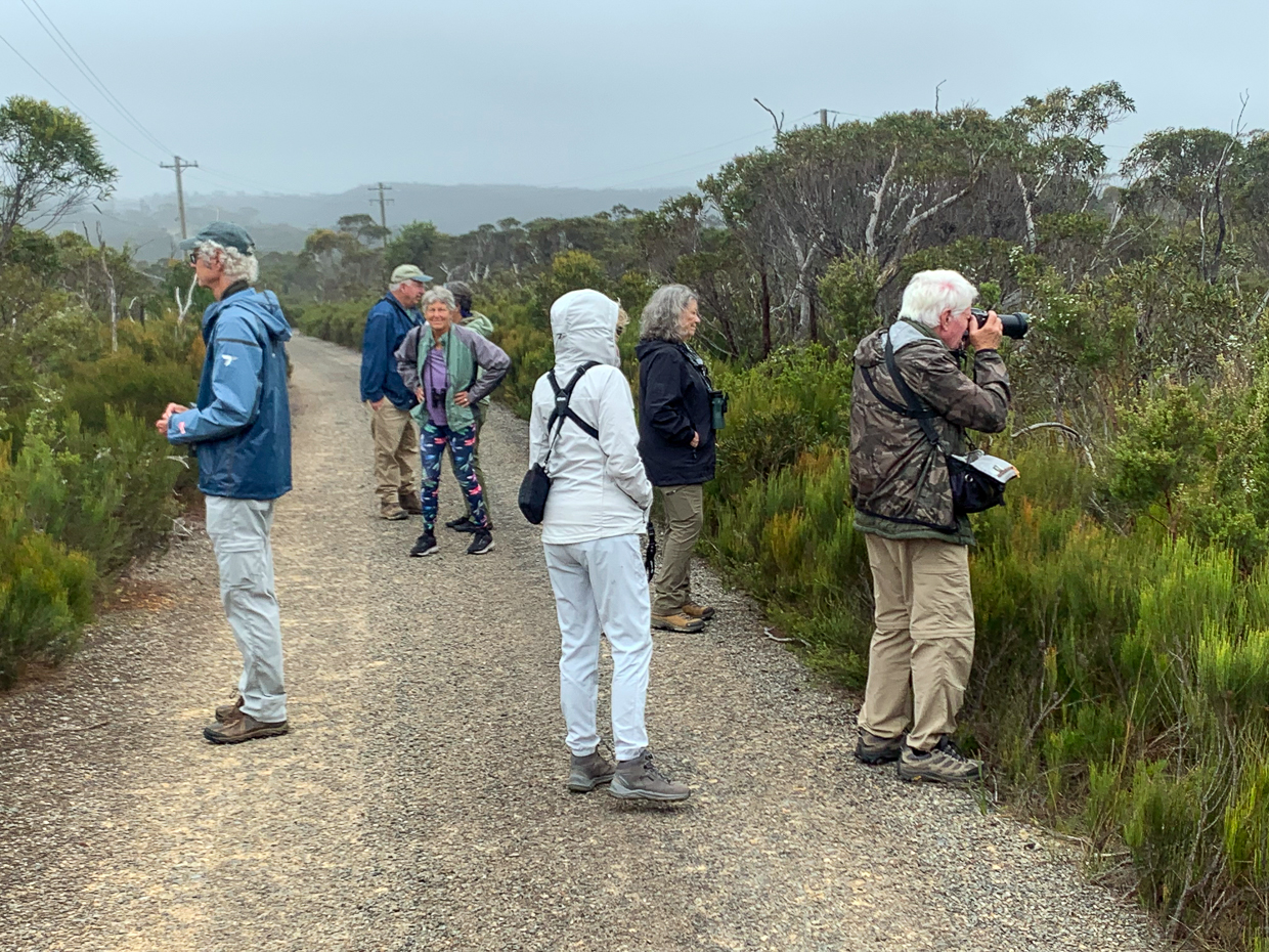 Birding in the Blue Mountains