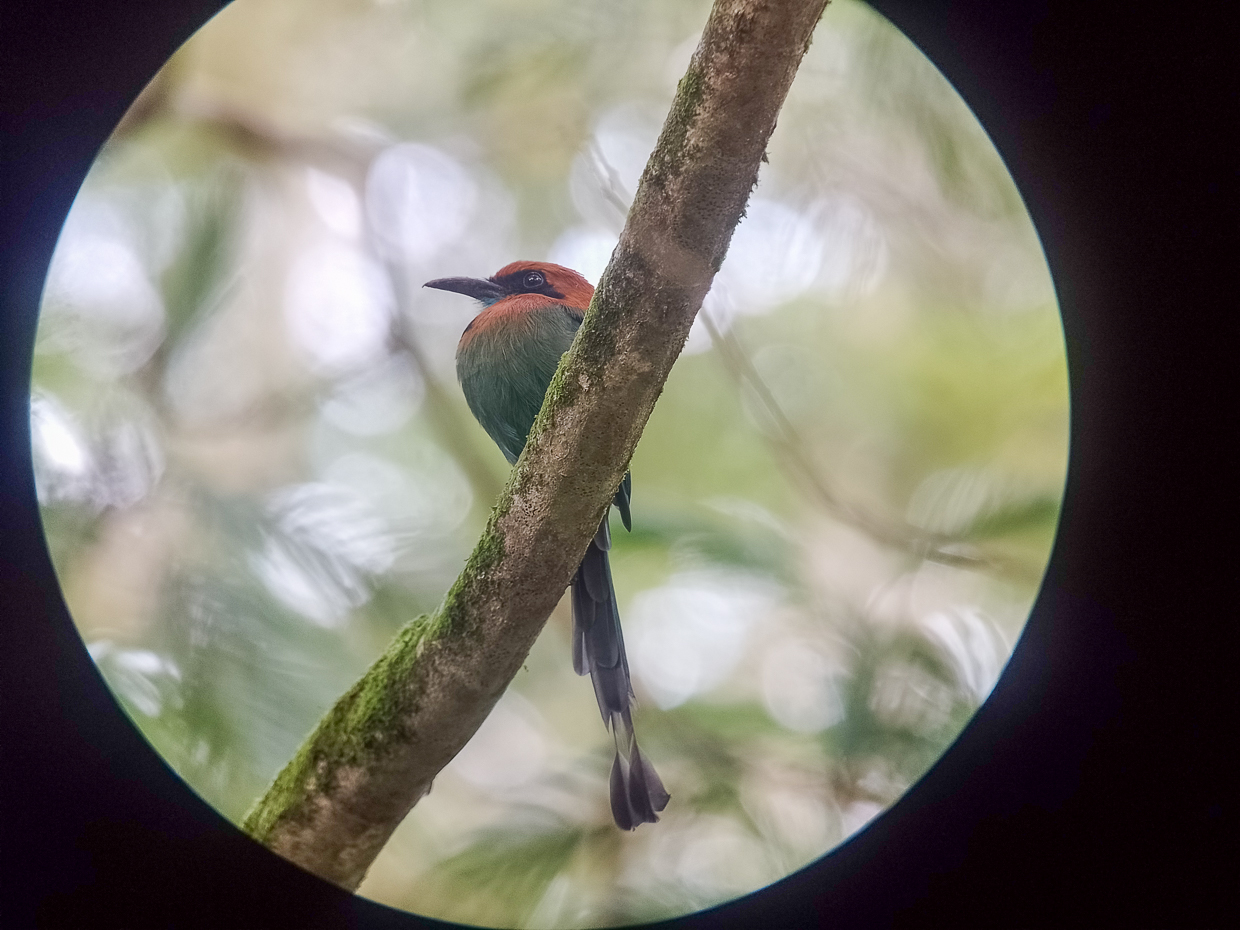 Broad-billed Motmot