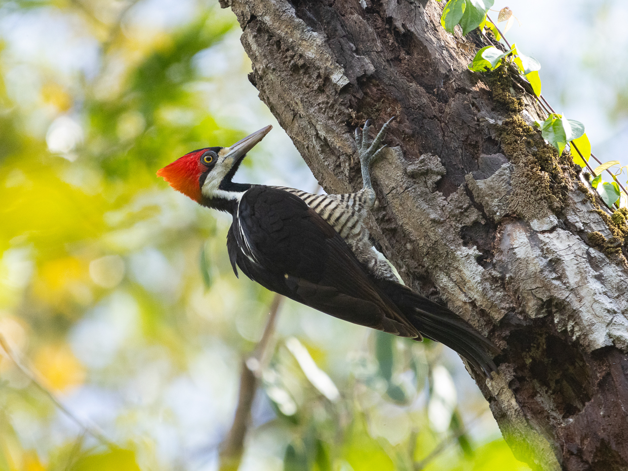 Crimson-crested Woodpecker