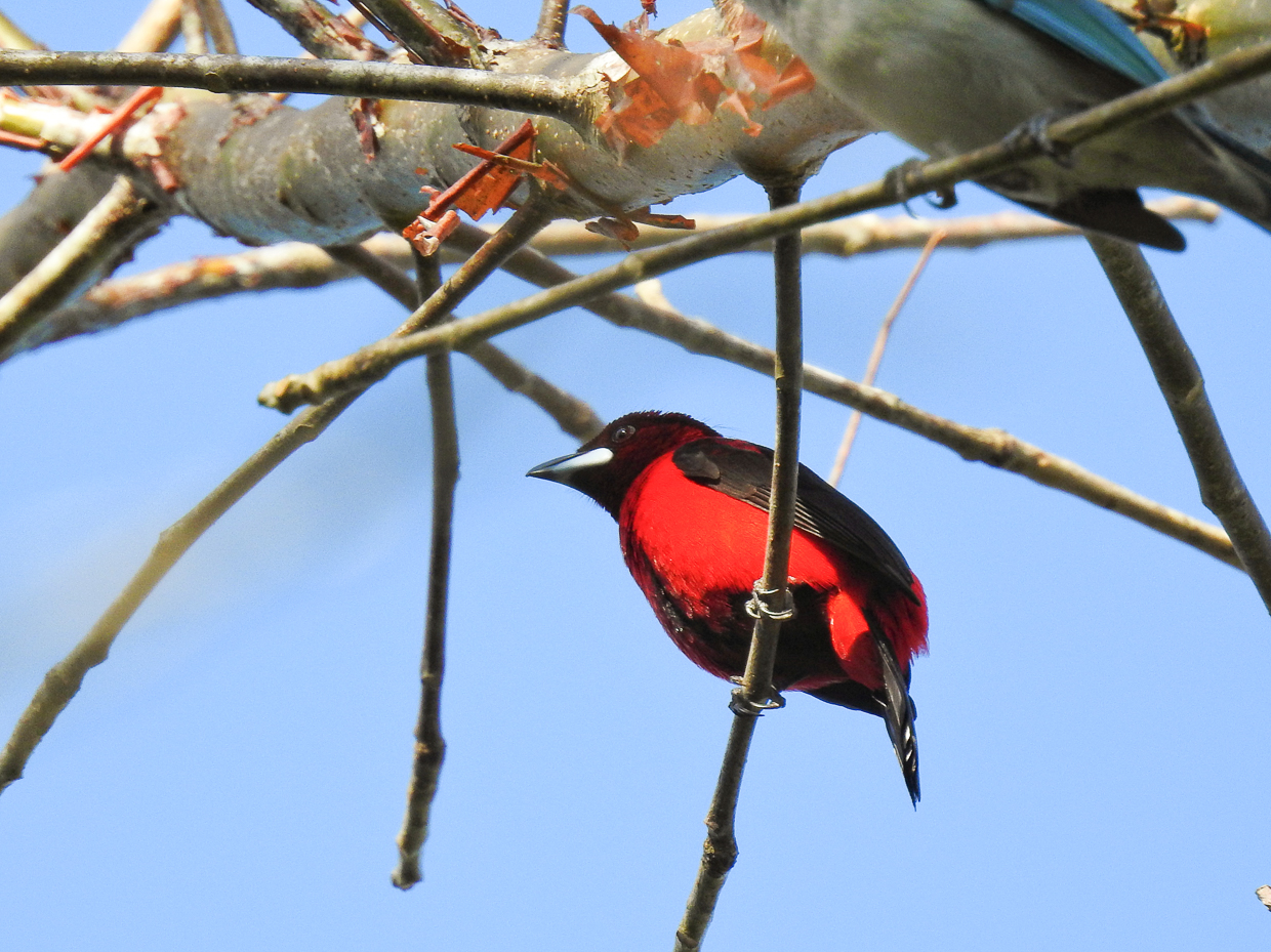Crimson-backed Tanager