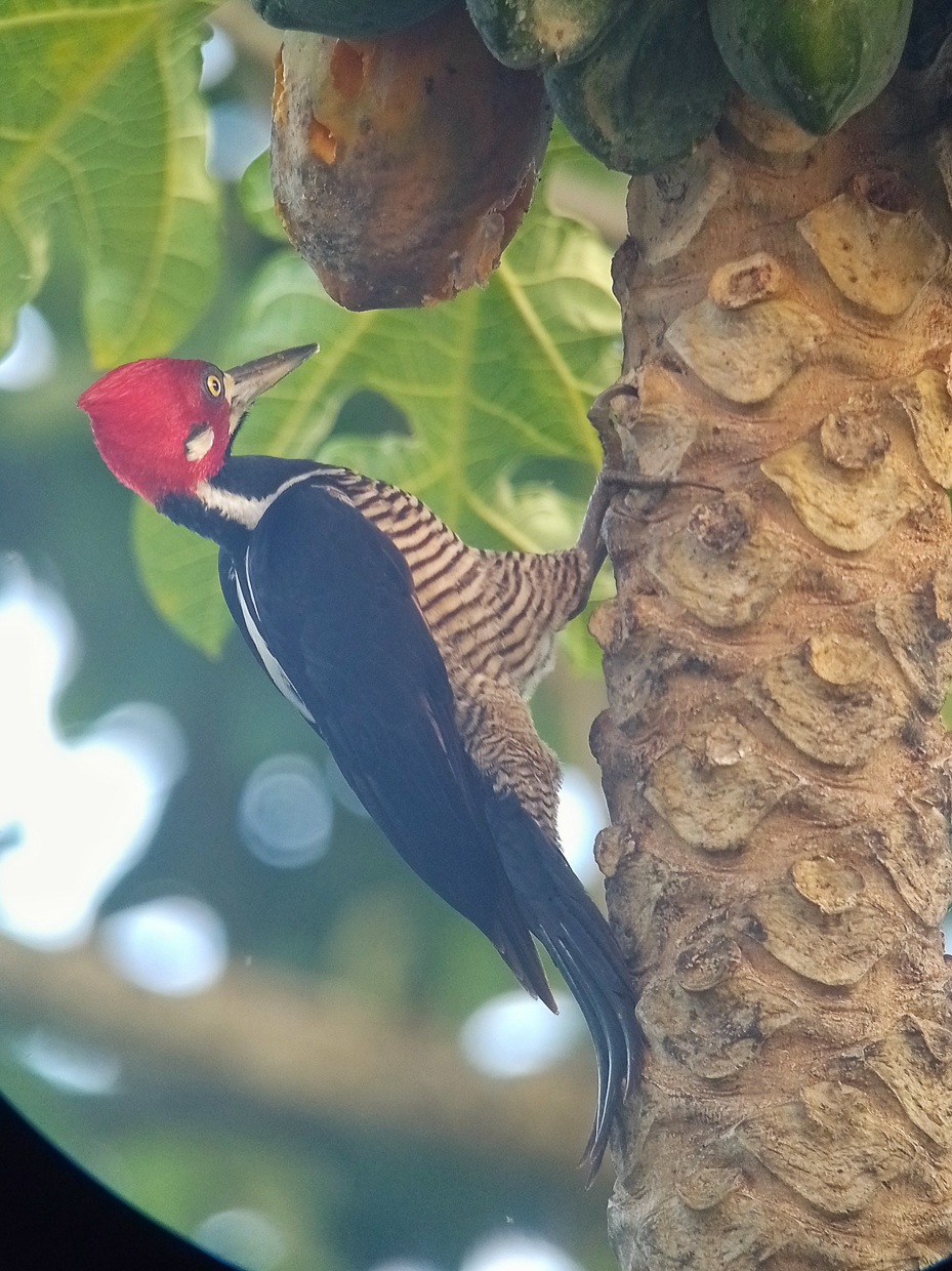 Crimson-crested Woodpecker