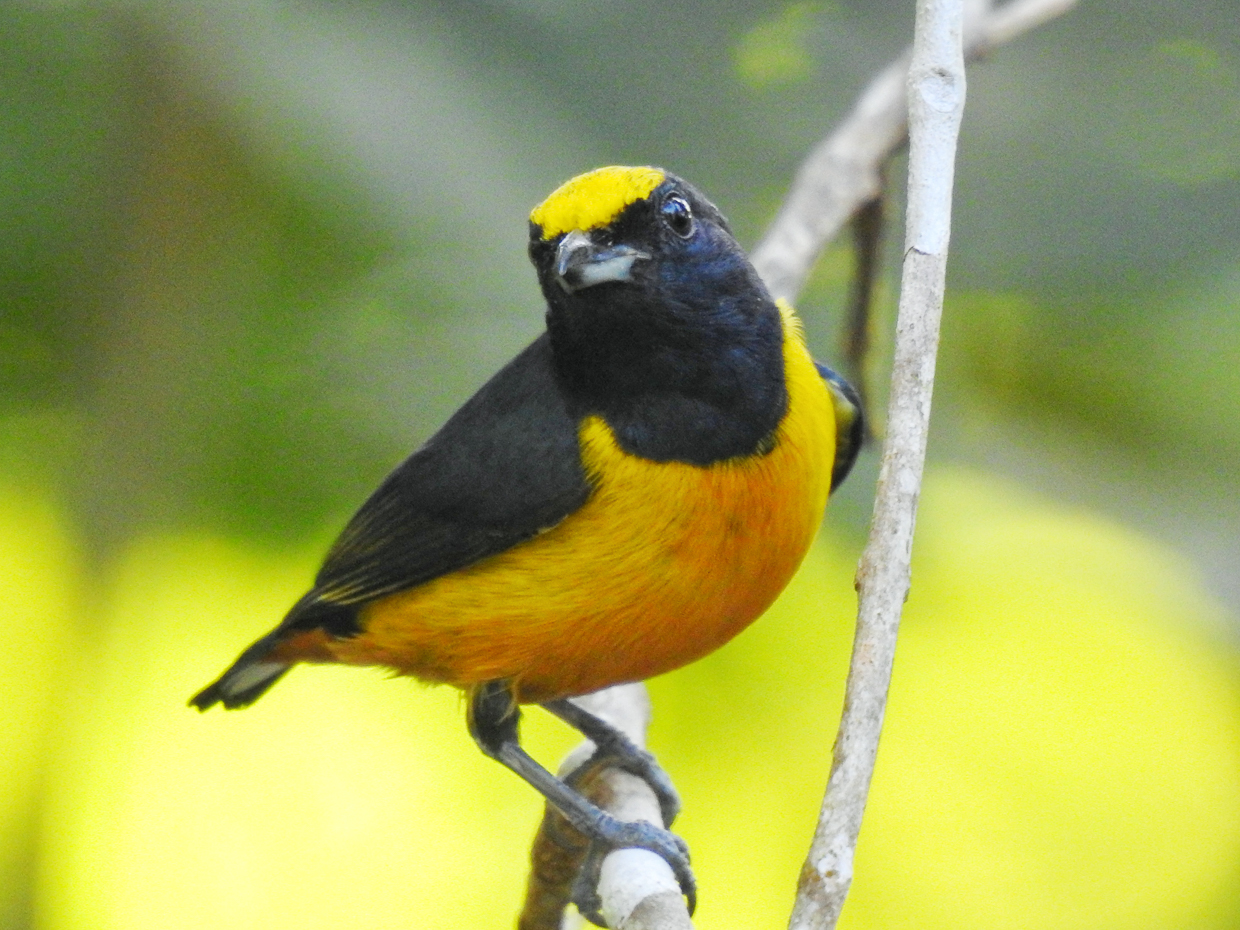 Fulvous-vented Euphonia
