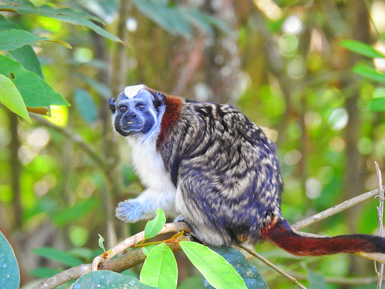 Geoffroy's Tamarin