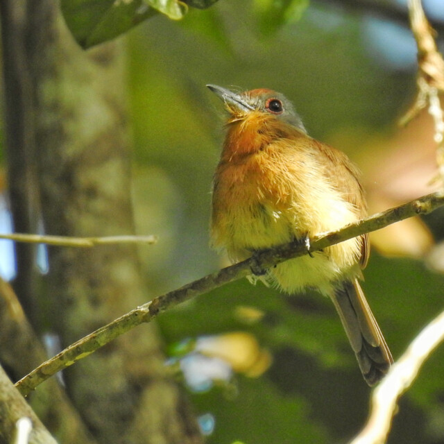Gray-cheeked Nunlet
