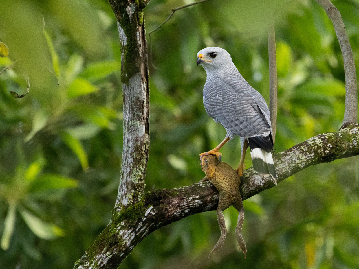 Gray-lined Hawk with toad