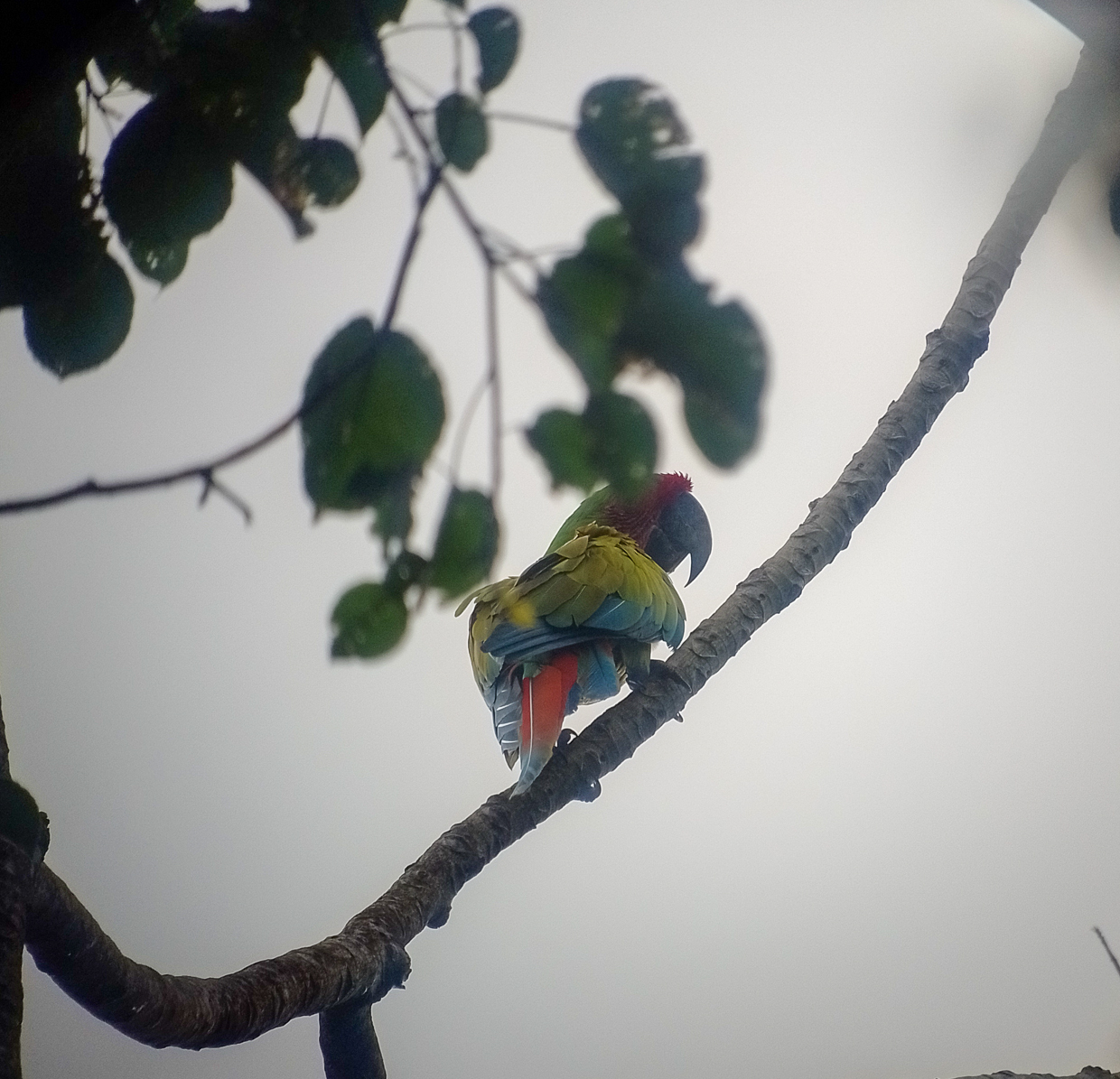 Great Green Macaw