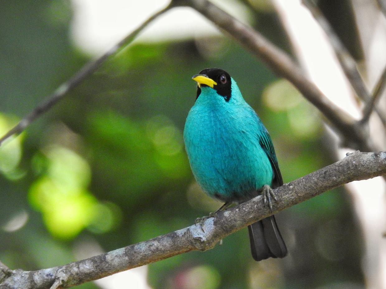 Green Honeycreeper