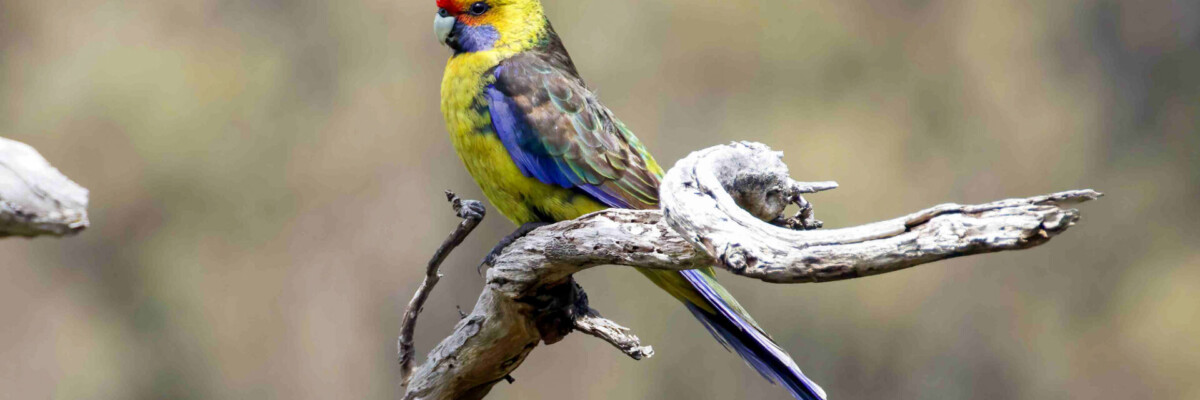 Australia: Tasmania Trip Report (Nov 2023)