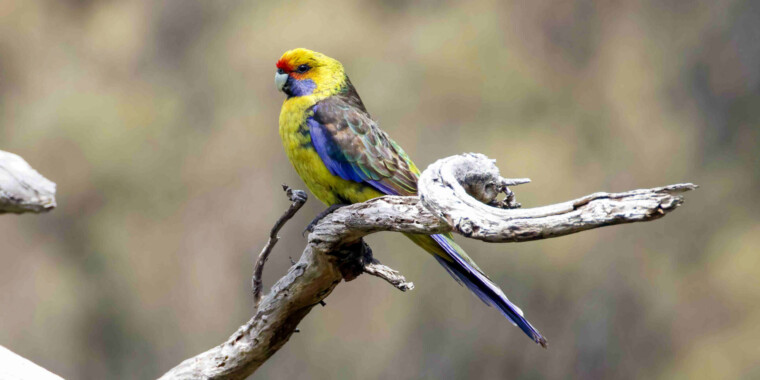 Australia: Tasmania Trip Report (Nov 2023)