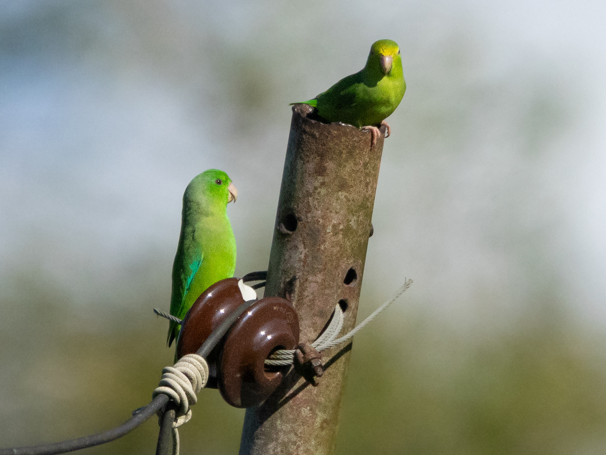 Green-rumped Parrotlet