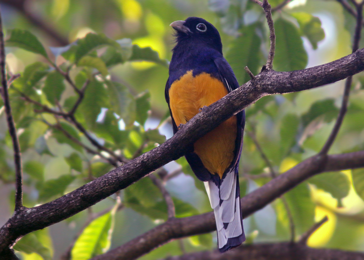 Green-backed Trogon