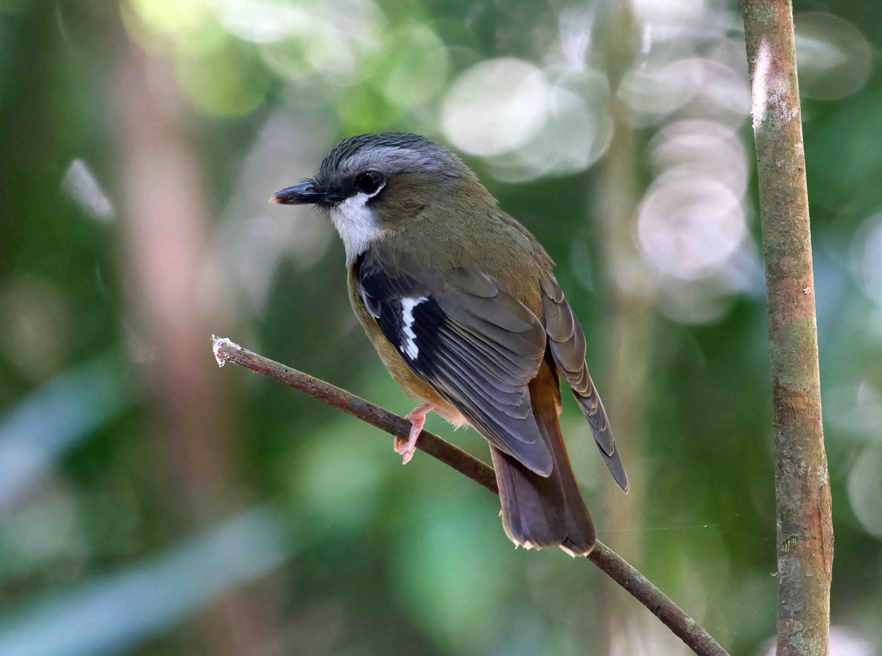 Grey-headed Robin