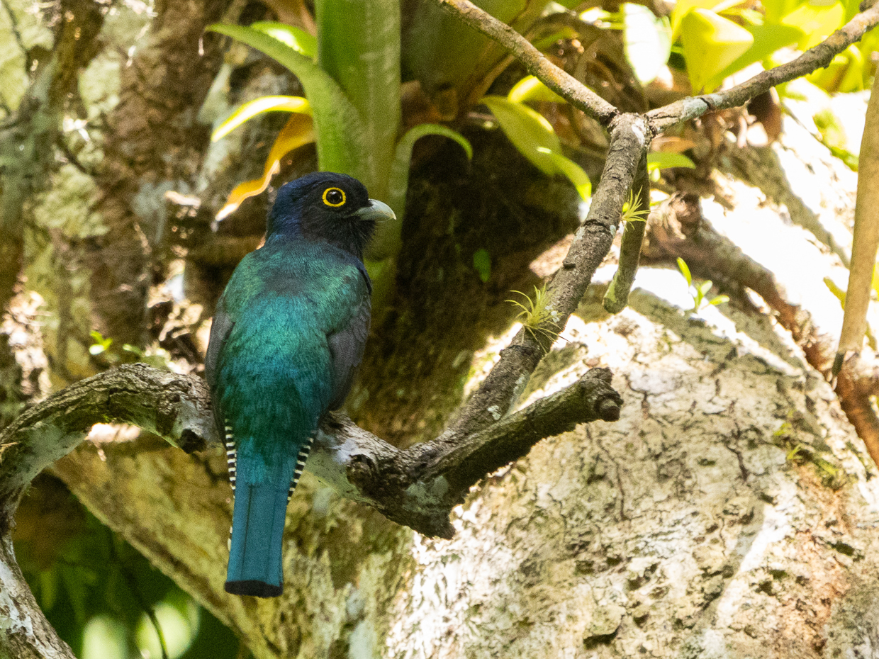 Guianan Trogon