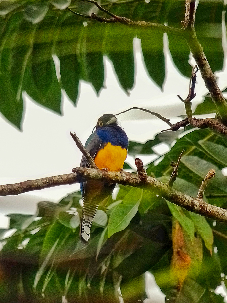 Guianan Trogon