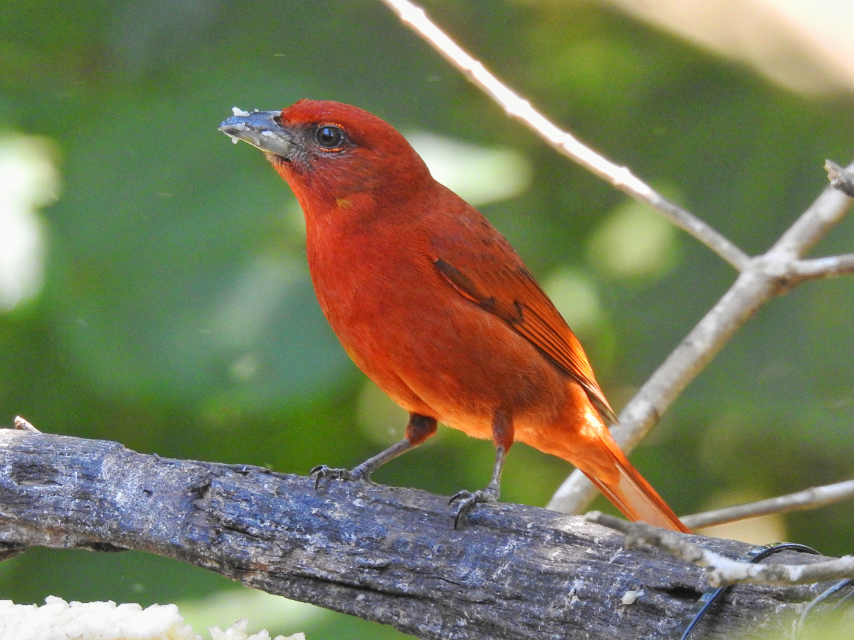 Hepatic Tanager
