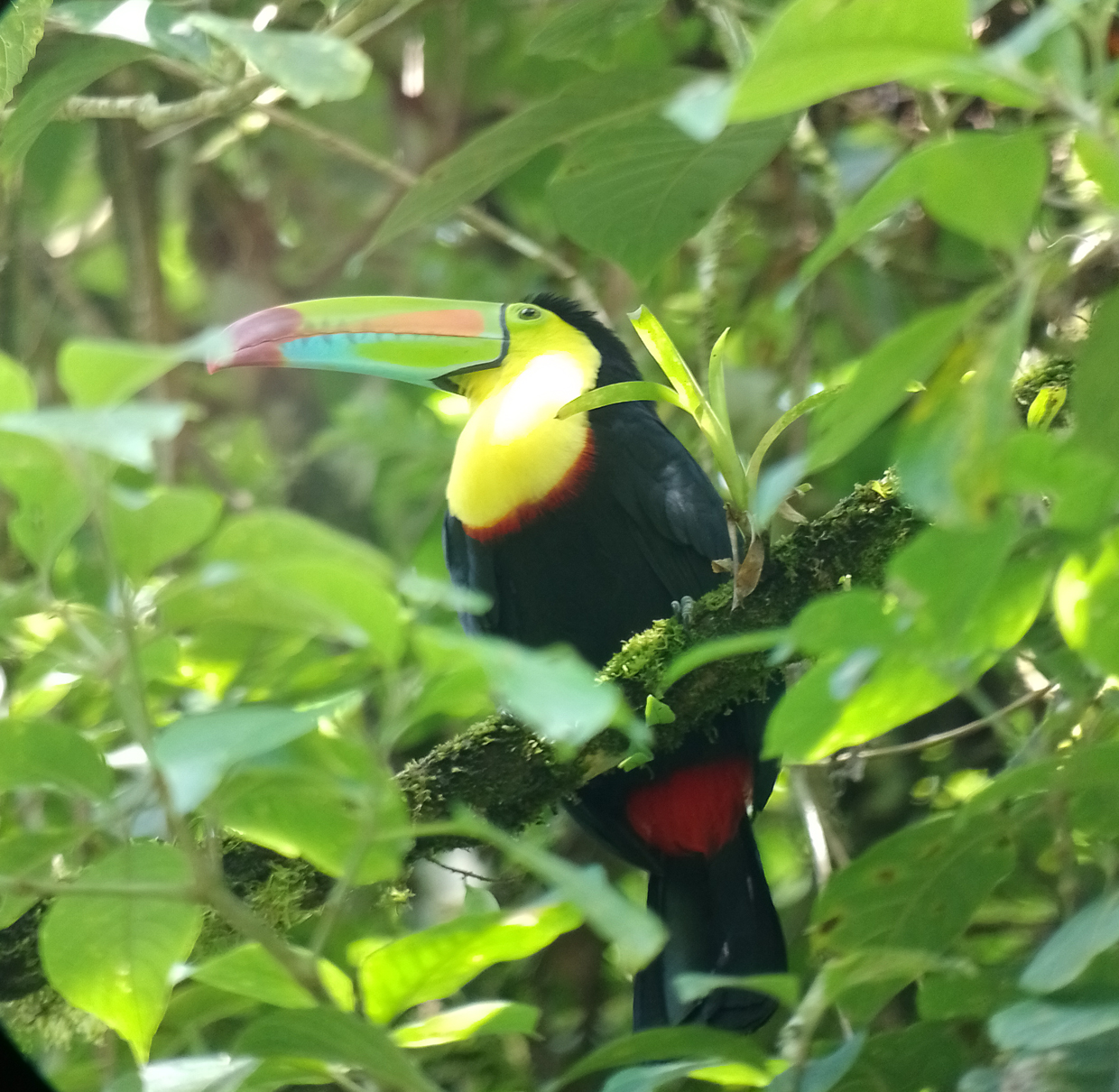 Keel-billed Toucan