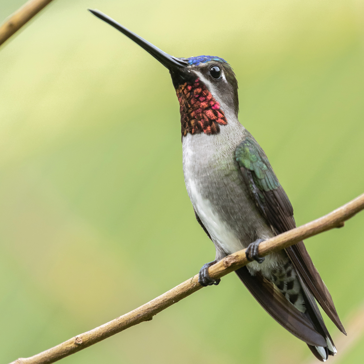 Long-billed Starthroat