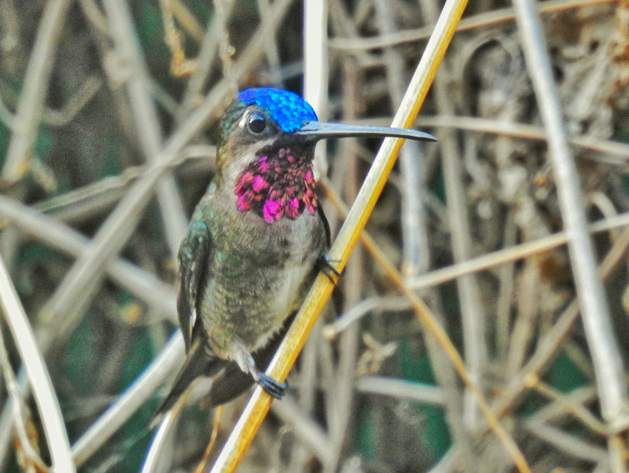 Long-billed Starthroat