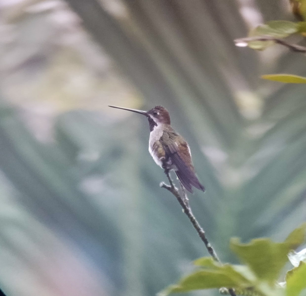 Long-billed Starthroat