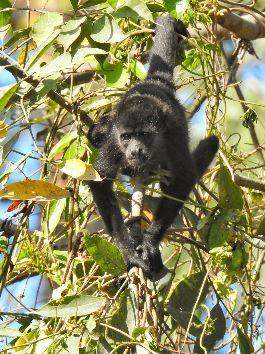 Mantled Howler Monkey