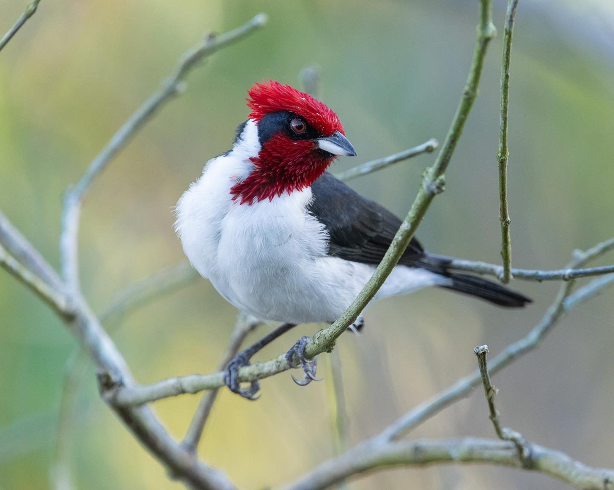 Masked Cardinal