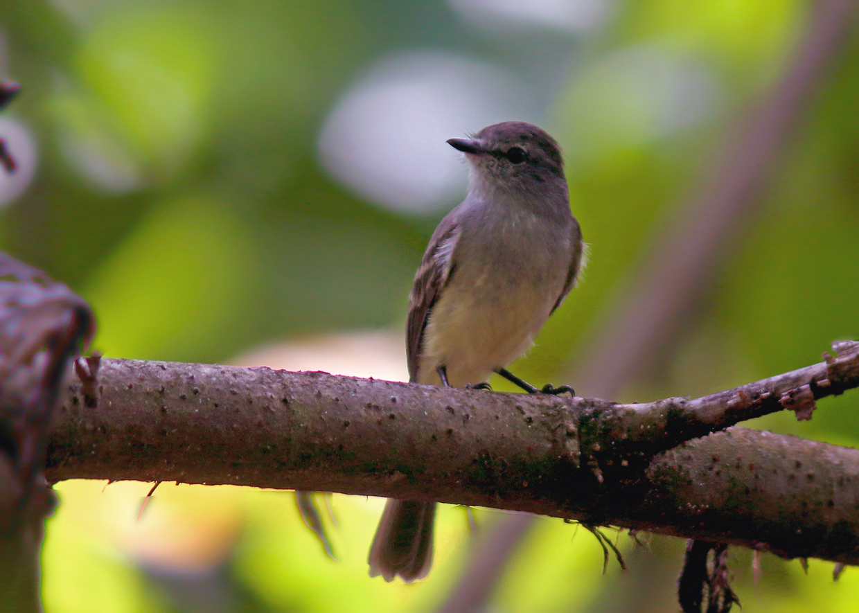 Northern Scrub Flycatcher