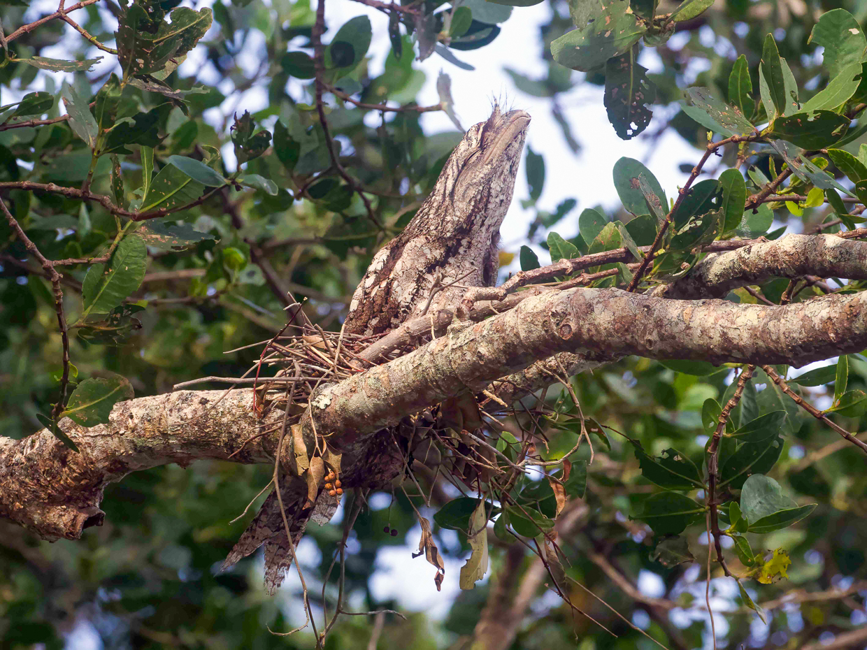 Papuan Frogmouth