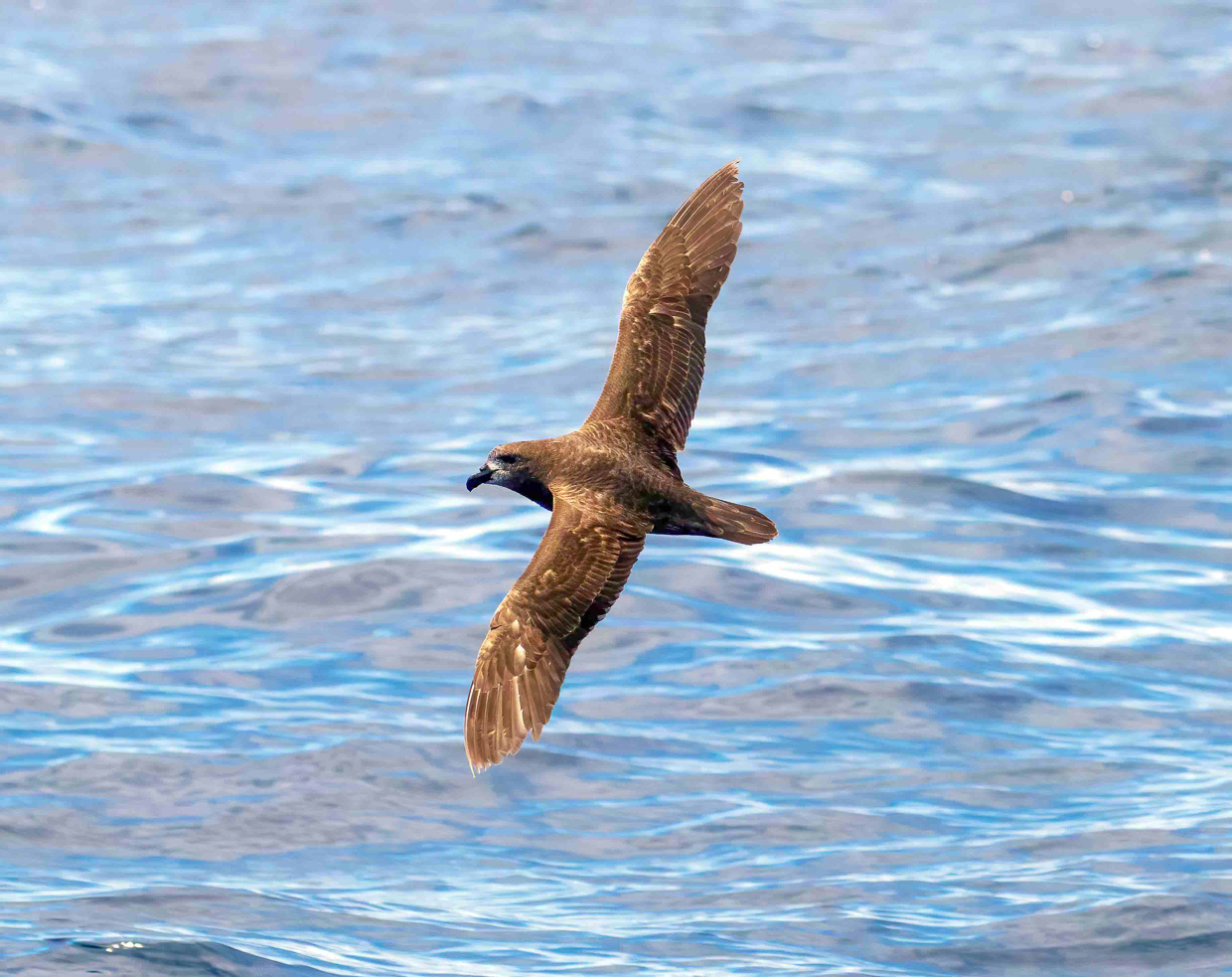 Providence Petrel