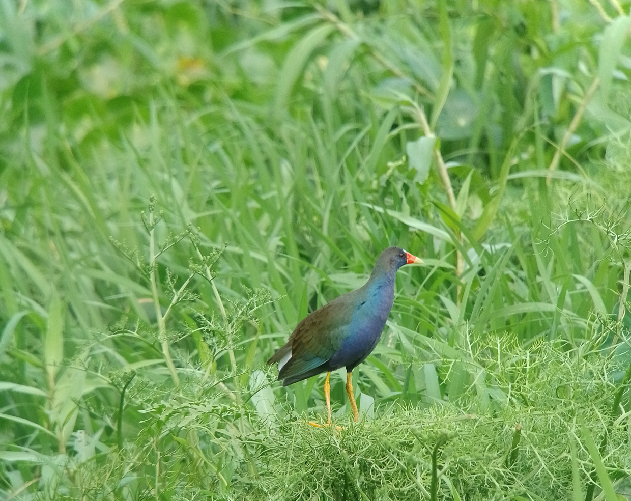 Purple Gallinule