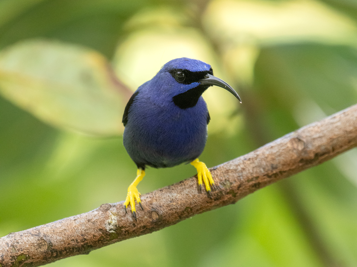 Purple Honeycreeper