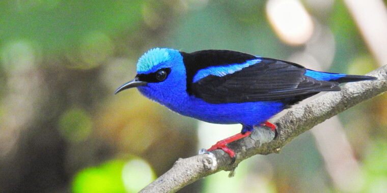 Panama Trip Report - January 2024