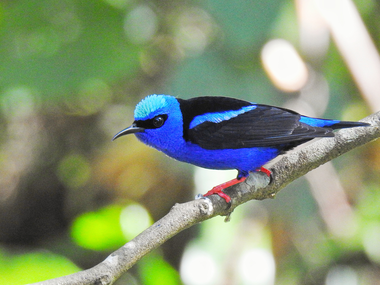 Red-legged Honeycreeper