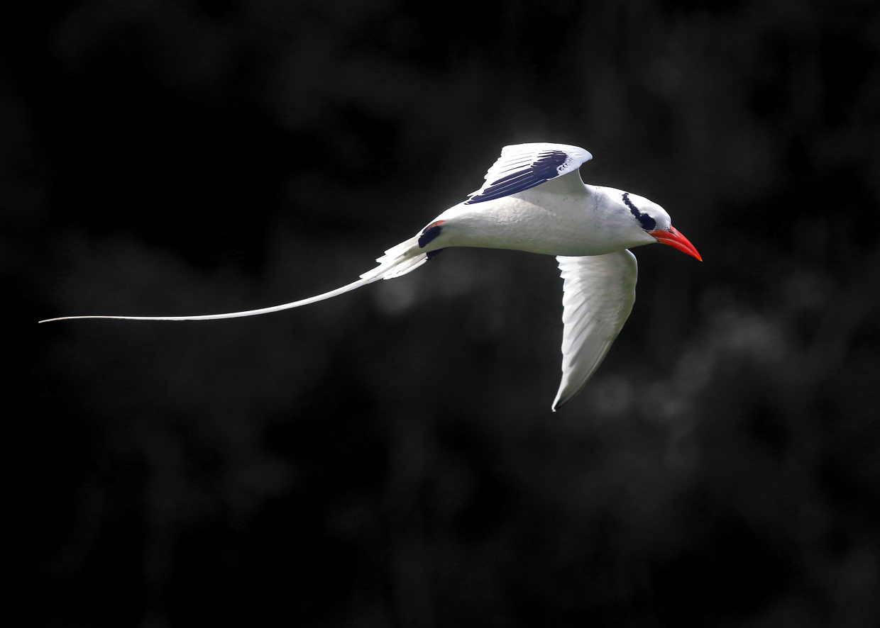 Red-billed Tropicbird